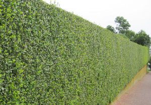 hedge-cutting-maintenance-paddington