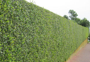 hedge-cutting-maintenance-paddington