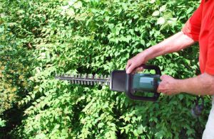 hedge-trimming-paddington
